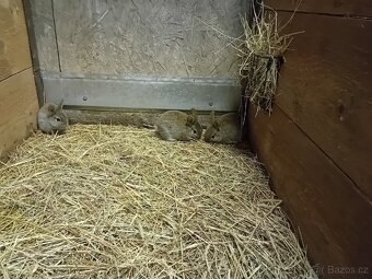 Prodám zakrslé králíčky - 6