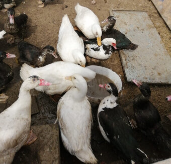 Kachny a kačery pižmovky - 6