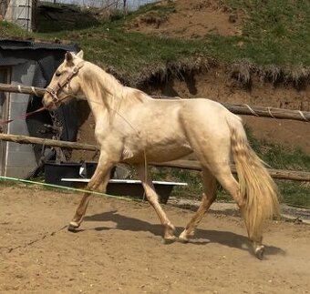 Lusitano klisna PSL v exkluzivní barvě palomino DUN - 6