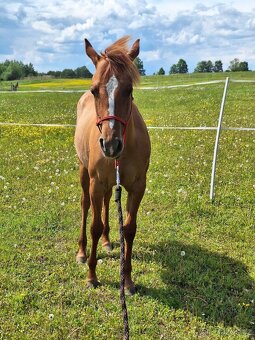 Roční klisna, kobylka AQH, QH, USA papíry - 6