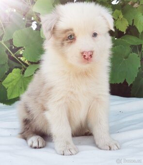 Border kolie , Collie , kolia - 6