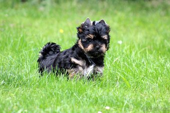 yorkshire terrier s PP(IHR) - 6