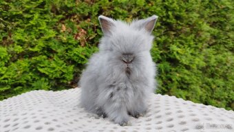 Zakrslý králíček, králík -(TEDDY)--FLORIAN-- - 6