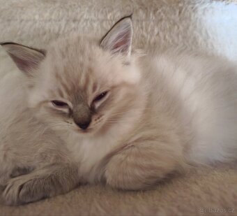 Ragdoll kocourek bez PP - 6