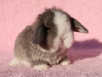 Zakrslí beránci NHD modrá očka . - 6