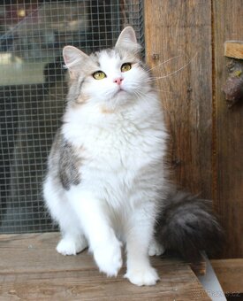 Sibiřská kočka - 6