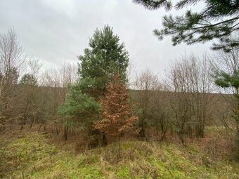 Lesní pozemek Šarovy - 6