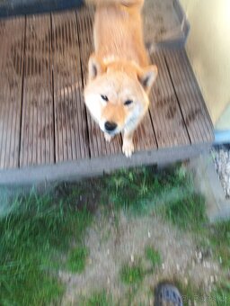 Daruji větší štěně Shiba inu - 6
