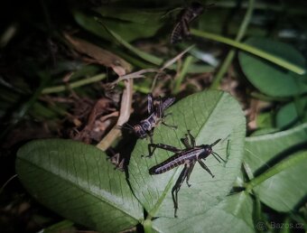Saranče všežravé (Locusta migratoria) 🦗 - 6