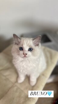 Ragdoll koťátka s PP - 6