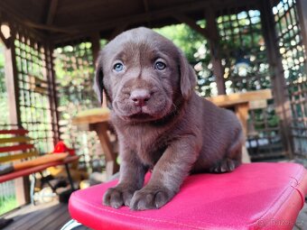 Labradorský retrívr - 6