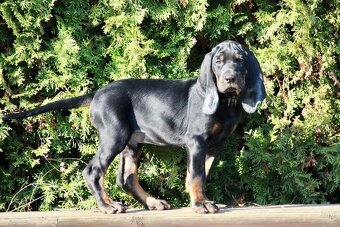 Black and Tan Coonhound s PP FCI - 6