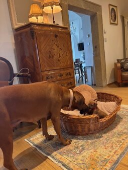 Rhodéský ridgeback s PP - 6