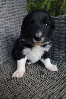 Štěňata Border kolie - 6