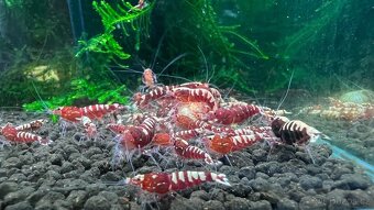 Sladkovodní krevety - 6