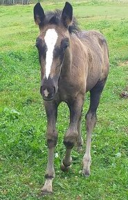 Hřebeček 1/2 lusitano - 6