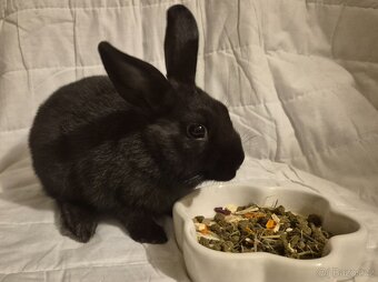 Zakrslý králíček - 6