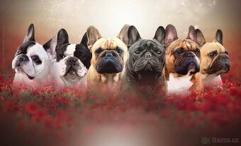 Francouzský buldoček s PP ( FCI ) - 6