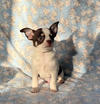 Čivava krátkosrstá s PP- pejsci - 6