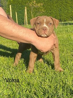 American Bully - 6