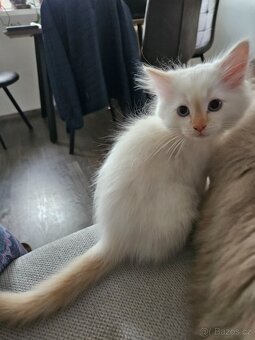 Ragdoll koťata - 6