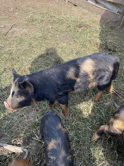 Kune Kune - 6