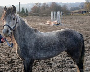 Klisna pony - 6