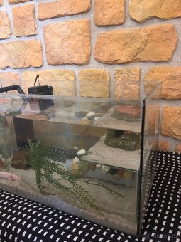 Axolotl - 6