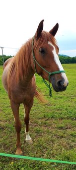 3l kobylka po QH x ČSP - 6