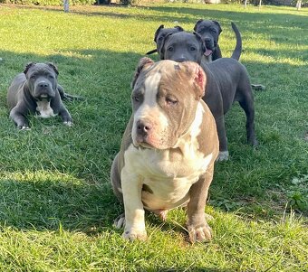 American Bully s PP - 6