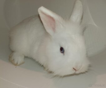 Zakrslý králíček bez PP sameček Billie - 6