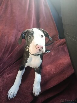 Americký Pittbul - 6