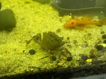 Akvarijní krab - 6
