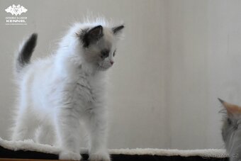 Ragdoll s PP – nádherná seal bicolor kočka na výstavy a chov - 6