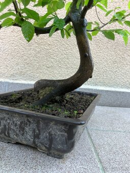 Bonsai, Bonsaj, jamadori, habr - 6
