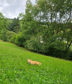 Welsh corgi pembroke fenka s PP - 6