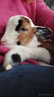 Kamerunský beran - 6