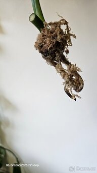 Monstera esqueleto - 6
