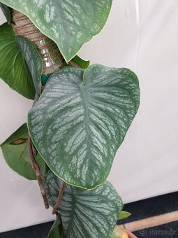 Monstera Dubia - 6