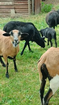 Prodám jehňata kamerunských ovcí - 6