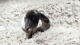 Zakrslý beránek, králíček, králík-LADY - 6