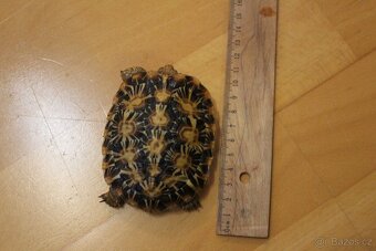 Predám Malacochersus tornieri-Želva  skalní - 6