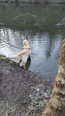 Možnost krytí. Zlatý retriever. - 6