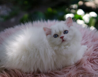 Britská koťátka  v exkluzivních barvách - 6