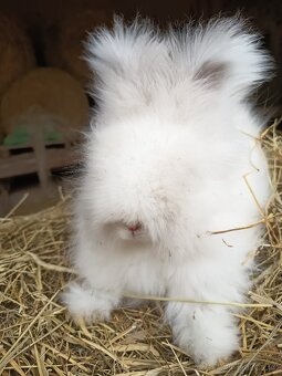 Anglická angora - 6