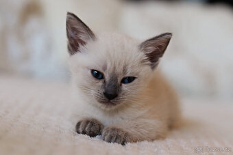 Thajská koťátka/kočka s PP - 6
