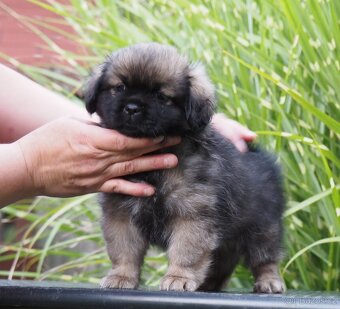 Tibetský španěl s průkazem původu - 6