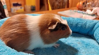 Nabízím morčata samičky - 6