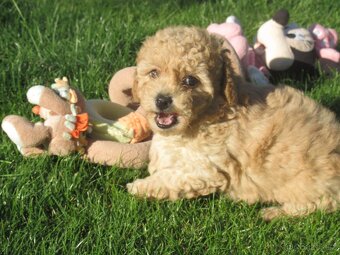 Maltipoo štěňátka - 6