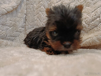 MIKRO YORK Yorkshire Terrier XXXS Neuvěřitelný WIDEO - 6